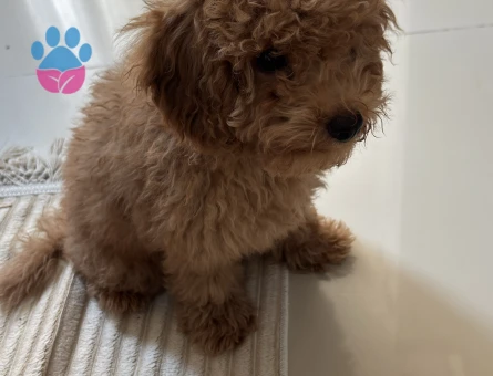 3 AYLIK TOY POODLE