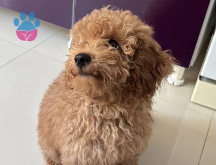 3 AYLIK TOY POODLE
