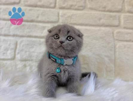Scottish Fold Yakışıklı Oğlumuz Teslime Hazır