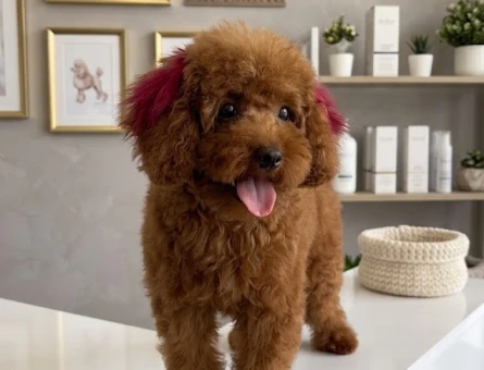 Safkan 0 numara toy poodle - 6853