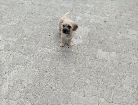 Tibet Terrier 1 Yaşında Yuva Arıyor - 6857