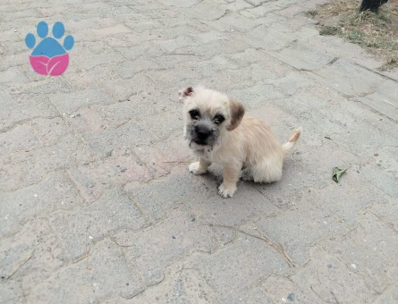 Tibet Terrier 1 Yaşında Yuva Arıyor