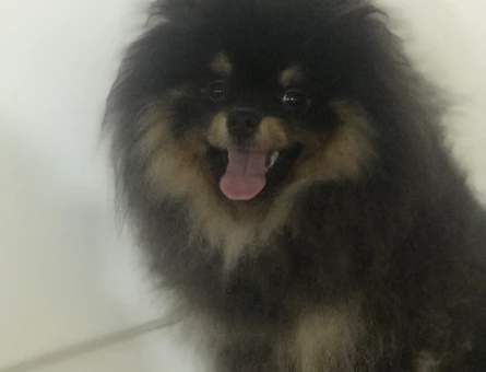 Pomeranian Boo 11 Aylık Yuva Arıyor - 6859