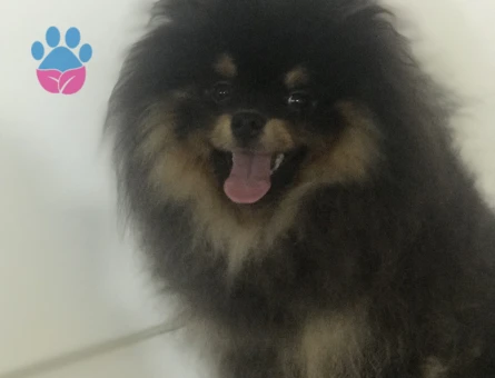 Pomeranian Boo 11 Aylık Yuva Arıyor