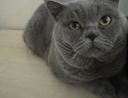 Ücretsiz British Shorthair Kısır Erkek - 6861