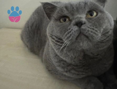 Ücretsiz British Shorthair Kısır Erkek