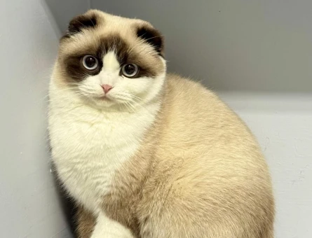 1 Yaşında Scottish Fold - 6862