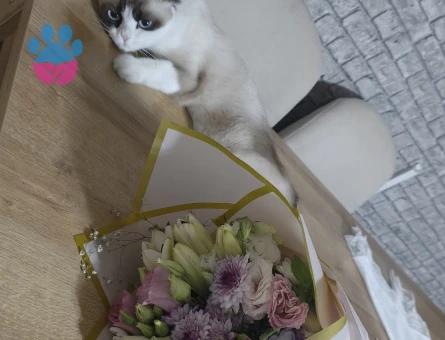 1 Yaşında Scottish Fold