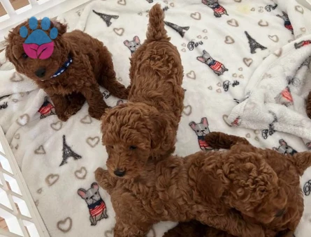 Toy Poodle Yavruları 2 Aylık - 6865