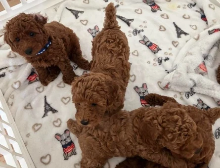 Toy Poodle Yavruları 2 Aylık - 6865