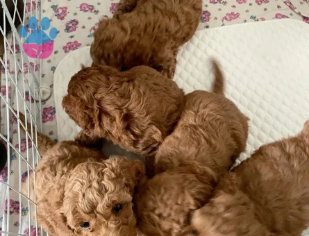Toy Poodle Yavruları 2 Aylık