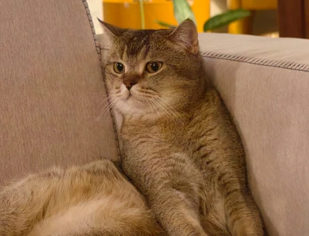 3 Yaşında British Shorthair Kedim Yuva Arıyor - 6866