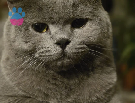 3 Yaşında British Shorthair Kedim Yuva Arıyor