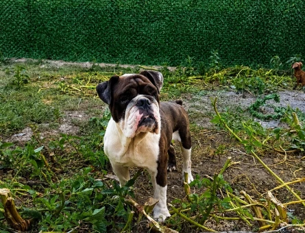 EGZOTİK RENK ERKEK İNGİLİZ BULLDOG - 6867
