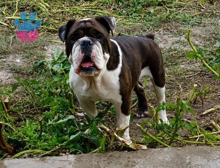 EGZOTİK RENK ERKEK İNGİLİZ BULLDOG