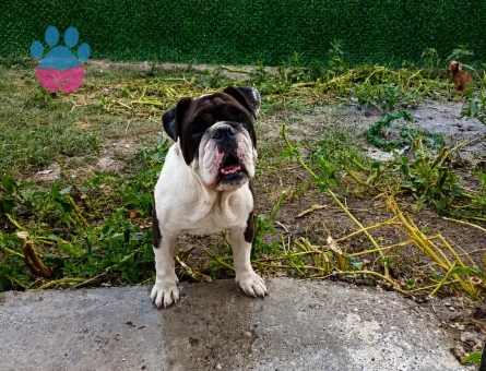 EGZOTİK RENK ERKEK İNGİLİZ BULLDOG