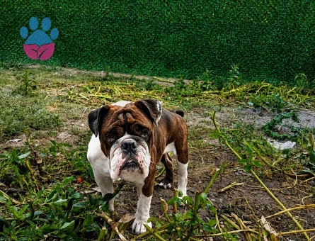 EGZOTİK RENK ERKEK İNGİLİZ BULLDOG