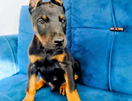 A kalite doberman yavruları - 6871