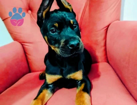 A kalite doberman yavruları