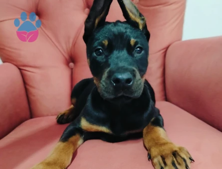 A kalite doberman yavruları