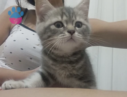 British Shorthair dişi kedi 2 Aylık