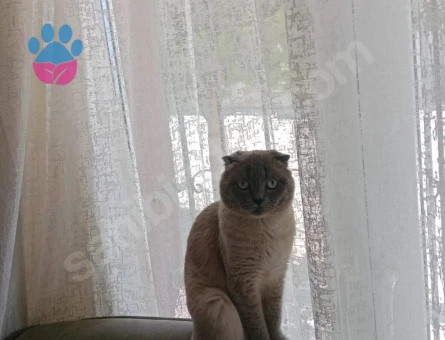 Scottish Fold 2 Aylık Yuva Arıyor - 6874