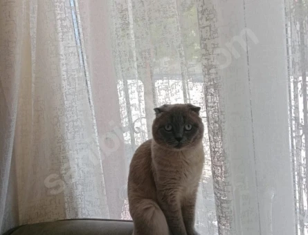 Scottish Fold 2 Aylık Yuva Arıyor - 6874