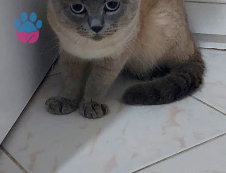 Scottish Fold 2 Aylık Yuva Arıyor