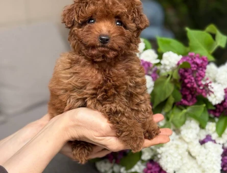 Show Kalite Toy Poodle 2 Aylık - 6875