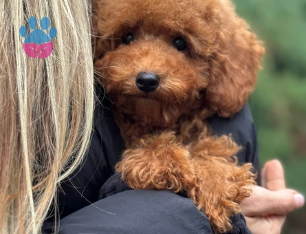 Show Kalite Toy Poodle 2 Aylık
