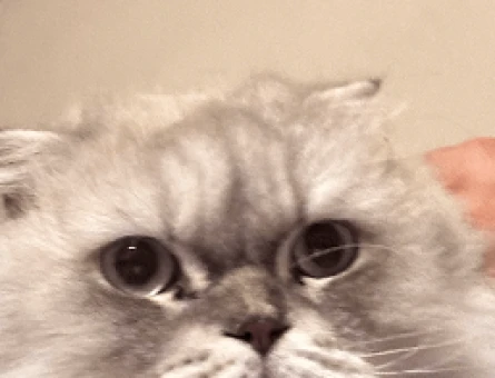 Kedimize yeni yuva arıyoruz