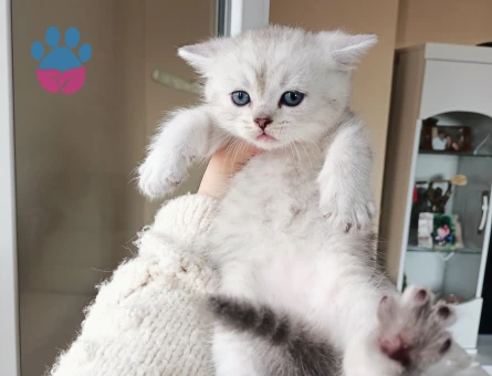 2 Aylık British Shorthair Dişi ve Erkek