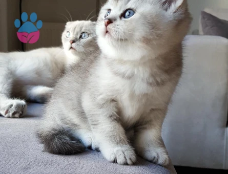 2 Aylık British Shorthair Dişi ve Erkek