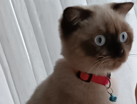 Scottish Fold Uslu Kızım Lıly Yuva Arıyor