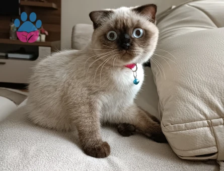 Scottish Fold Uslu Kızım Lıly Yuva Arıyor