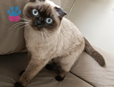 Scottish Fold Uslu Kızım Lıly Yuva Arıyor
