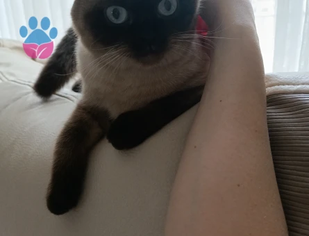 Scottish Fold Uslu Kızım Lıly Yuva Arıyor