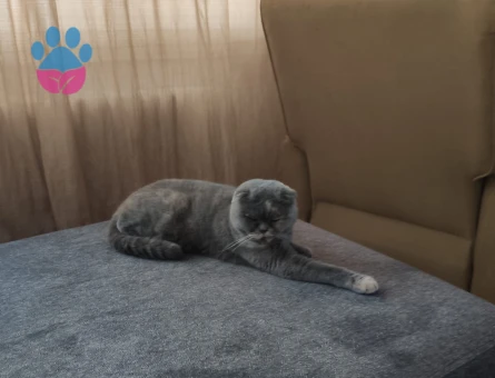 Scottish Fold 1.5 yaş eğitimli
