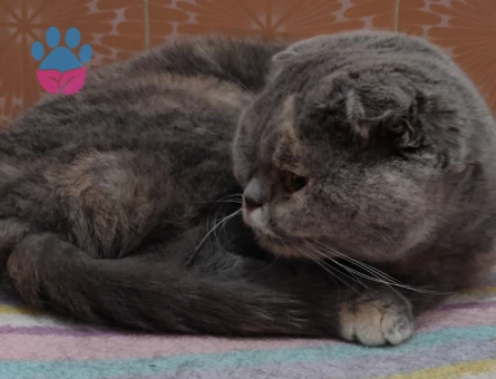 Scottish Fold 1.5 yaş eğitimli