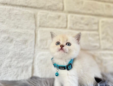 British Shorthair 2 Aylık Point Erkek