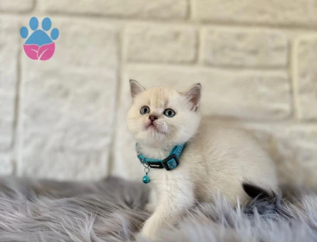 2 Aylık British Shorthair Yavrular