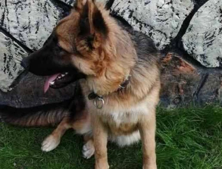 Alman Kurdu 9 Aylık Yuva Arıyor