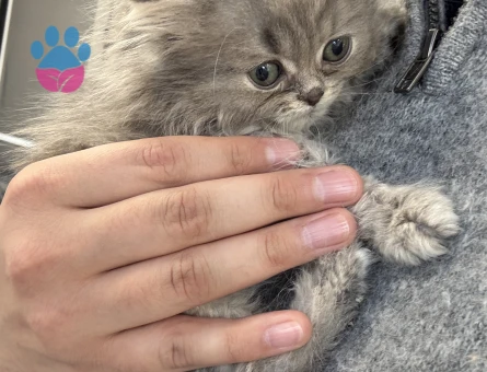 2 Aylık Erkek British Longhair