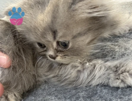 2 Aylık Erkek British Longhair