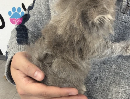 2 Aylık Erkek British Longhair