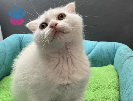 erkek scottish fold