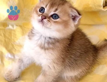 Orjinal safkan Golden NY11 yeşil gözlü yakışıklı minnak