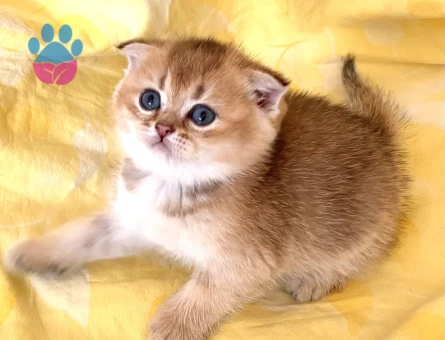 Orjinal safkan Golden NY11 yeşil gözlü yakışıklı minnak