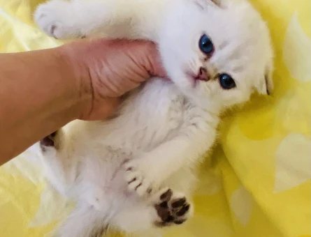 Scottish Fold Okyanus bakışlı bembeyaz bebiş
