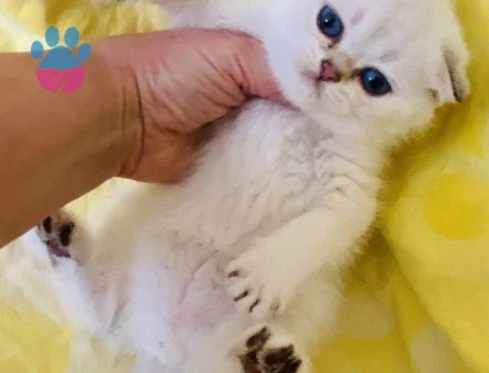 Scottish Fold Okyanus bakışlı bembeyaz bebiş
